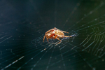 spider-8990