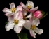 Apple Blossom (02)