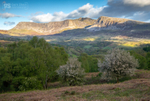 Hawthorns in bloom, Cader Idris