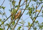 Garden Warbler