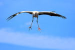 Wood Stork gliding feet splayed, Wakodahatchee Wetlands, Florida