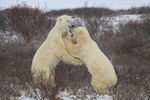 Polar Bears on hind legs during sparring, Churchill, Canada