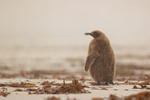 King Penguin chick, back view, Saunders Island, Falklands