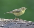 Chiffchaff