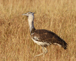 Kori Bustard portfolio