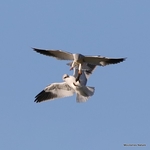Black-winged Kite (Elanus caeruleus) ad