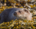 Otter - Lutra lutra