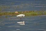 Little Egret