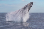 Humpback Ballet 7. 0A3A1473