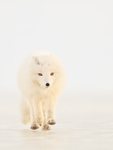 Arctic Fox running head-on, Svalbard, Norway