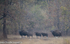 Gaur's family