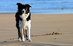 Charlie waiting patiently..