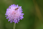 Insect on Devil's-bit Scabius, Warburg Reserve, Chilterns, Oxfordshire
