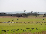Dark-bellied Brent Geese