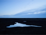 Saltmarsh Blue