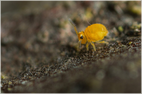 [i]Sminthurinus aureus[/i]. On the underside of fallen bark. Staffordshire, March 2016.