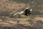 White-tailed Eagle