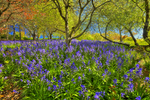 Mt Lofty Blue Bells.