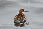 Red-necked Phalarope