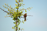 Cirl Bunting