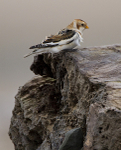 Snow Bunting, Kinmel Bay, North Wales
