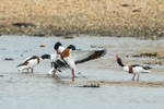 Squabbling Shelducks! - 3 of 3