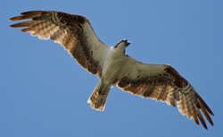 Osprey_0021