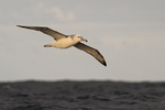 Shy Albatross gliding, at sea, South Africa