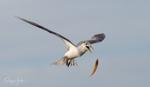 Flying 5