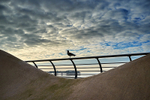 Bird on the fence