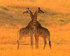 Giraffes shoulder to shoulder in golden late afternoon light
