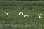 Little  Egrets