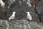 Black-legged Kittiwakes on rock, Whittier, Alaska
