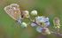 Common Blue