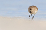 Dunlin foraging along lagoon shore, Fort De Soto Park, Florida