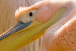 Pelican