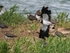 Lapwing