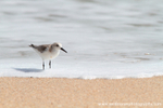 FLB040: Sanderling