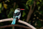Blue-breasted Kingfisher