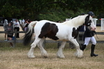 WJ6_8344