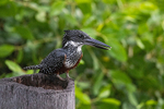 Giant Kingfisher