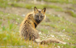Red Fox in the tundra.