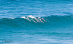 Dolphins in Wave 2