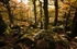 Aira Force Woodland
