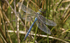 Emperor Dragonfly