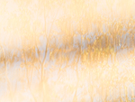 UPON REFLECTION - LONG POINT