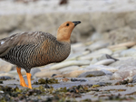 Upland Goose drinking close view, Carcass Island, Falklands