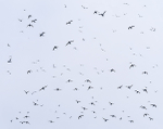 FLIGHT - WITLESS BAY