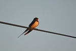 Swallow