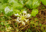 Lonicera periclymenum